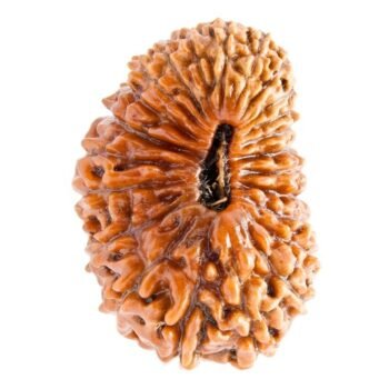 24 mukhi rudraksha original
