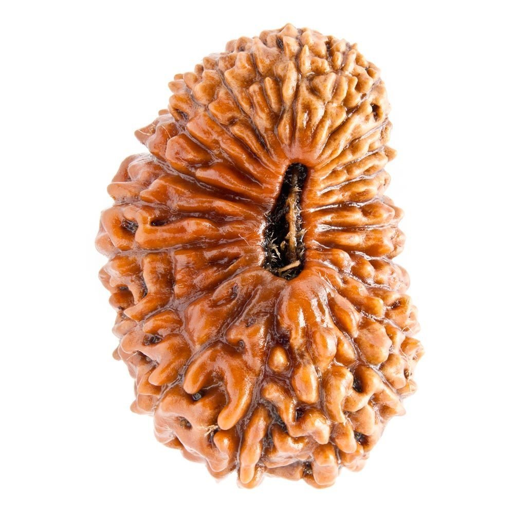 24-mukhi-rudraksha-1000x1000-1.jpg