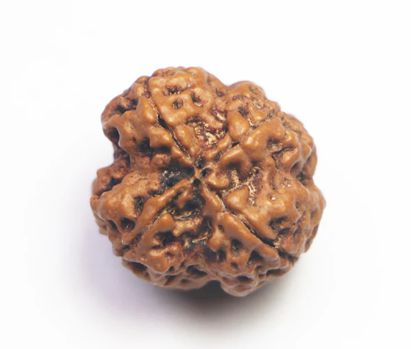 4-mukhi6_1024x1024@2x.jpg.webp