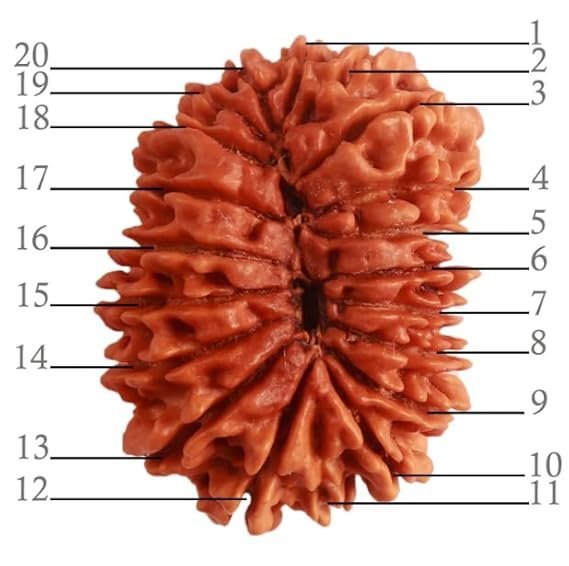 51Xsu8UdrTL._SX569_.jpg