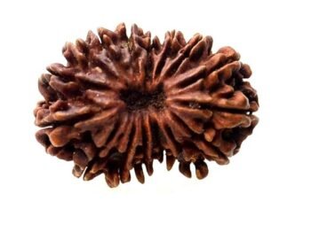 22 Mukhi Rudraksha – Original Nepali