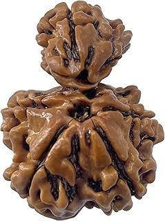 garbh gauri rudraksha