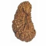 24-mukhi-rudraksha-1000×1000-1.jpg