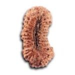 27 mukhi rudraksha