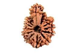 Savar Naag Rudraksha